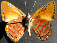 Adult Male Under of Copper Jewel - Hypochrysops apelles apelles